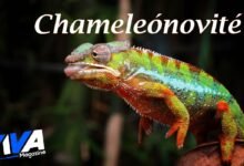 Chameleónovité
