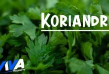 Koriandri