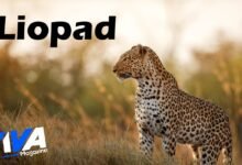 Liopad