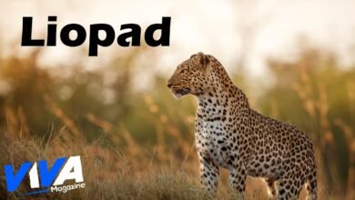 Liopad