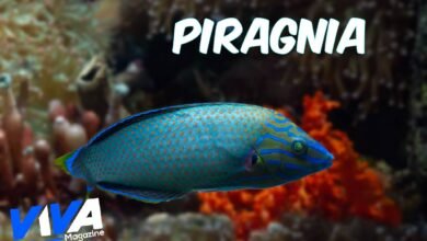Piragnia