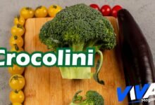 Crocolini
