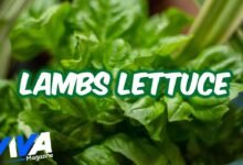 Lambs Lettuce