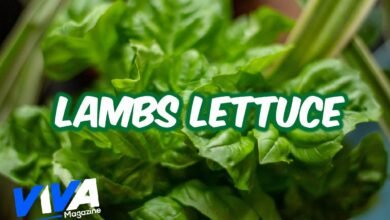 Lambs Lettuce