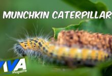 Munchkin Caterpillar