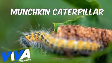 Munchkin Caterpillar