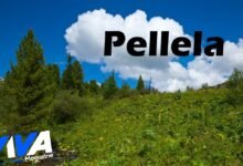 Pellela