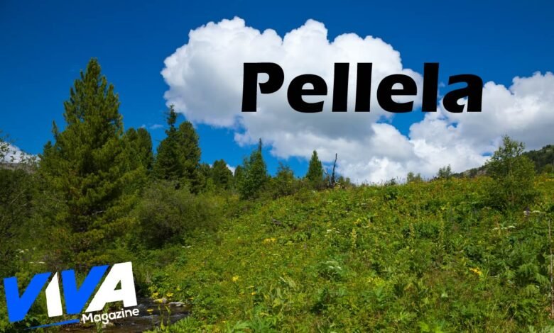 Pellela