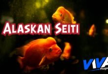 Alaskan Seiti
